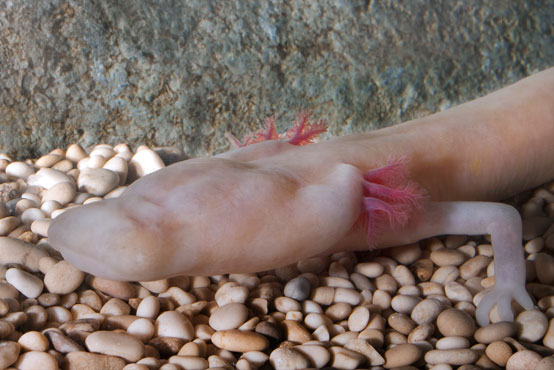 Bela človeška ribica (Proteus anguinus anguinus) (Foto: Gregor Aljančič)