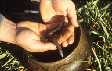 The discovery of the first black olm (Photo: A. Mihevc)