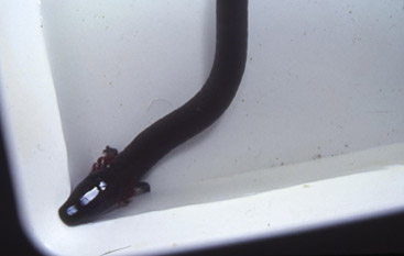 Prva črna človeška ribica v plastični posodi na Inštitutu za raziskovanje krasa.  (Foto: A. Mihevc)